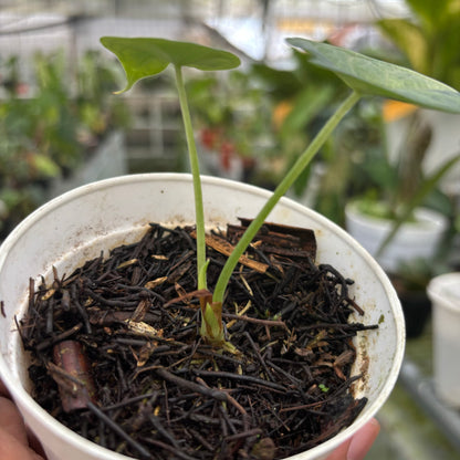 Alocasia Dragon Scale Variegated