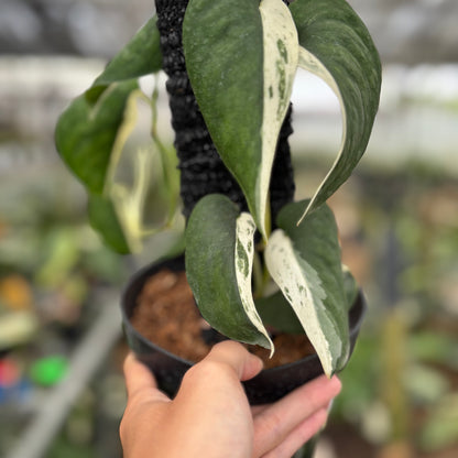 RP18-10	Scindapsus Silver Satin Halfmoon