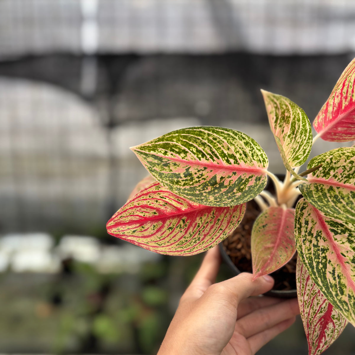 RP3-10 Aglaonema Red Legacy