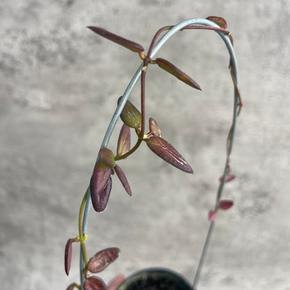 RP40-10 Hoya Dischidia SP Kalbar Red