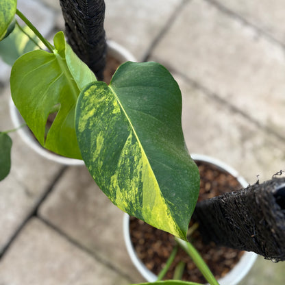 RP30-9 Monstera Yellow Variegated "Marmorata" (2 pcs)