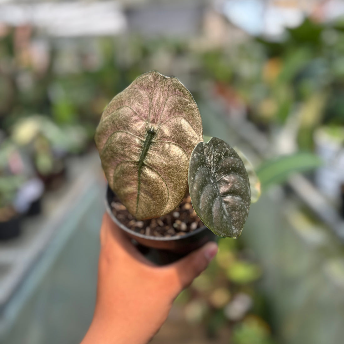 RP022-3 Alocasia Cuprea Variegated