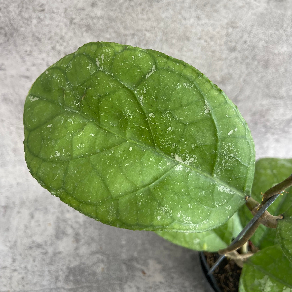 RP58-10	Hoya SP Bengkulu Roundleaf
