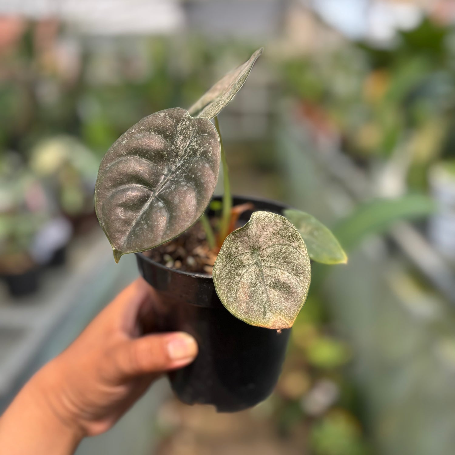 RP022-3 Alocasia Cuprea Variegated