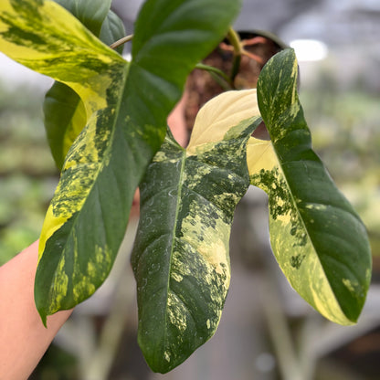 Philodendron Florida Beauty x Lupinum