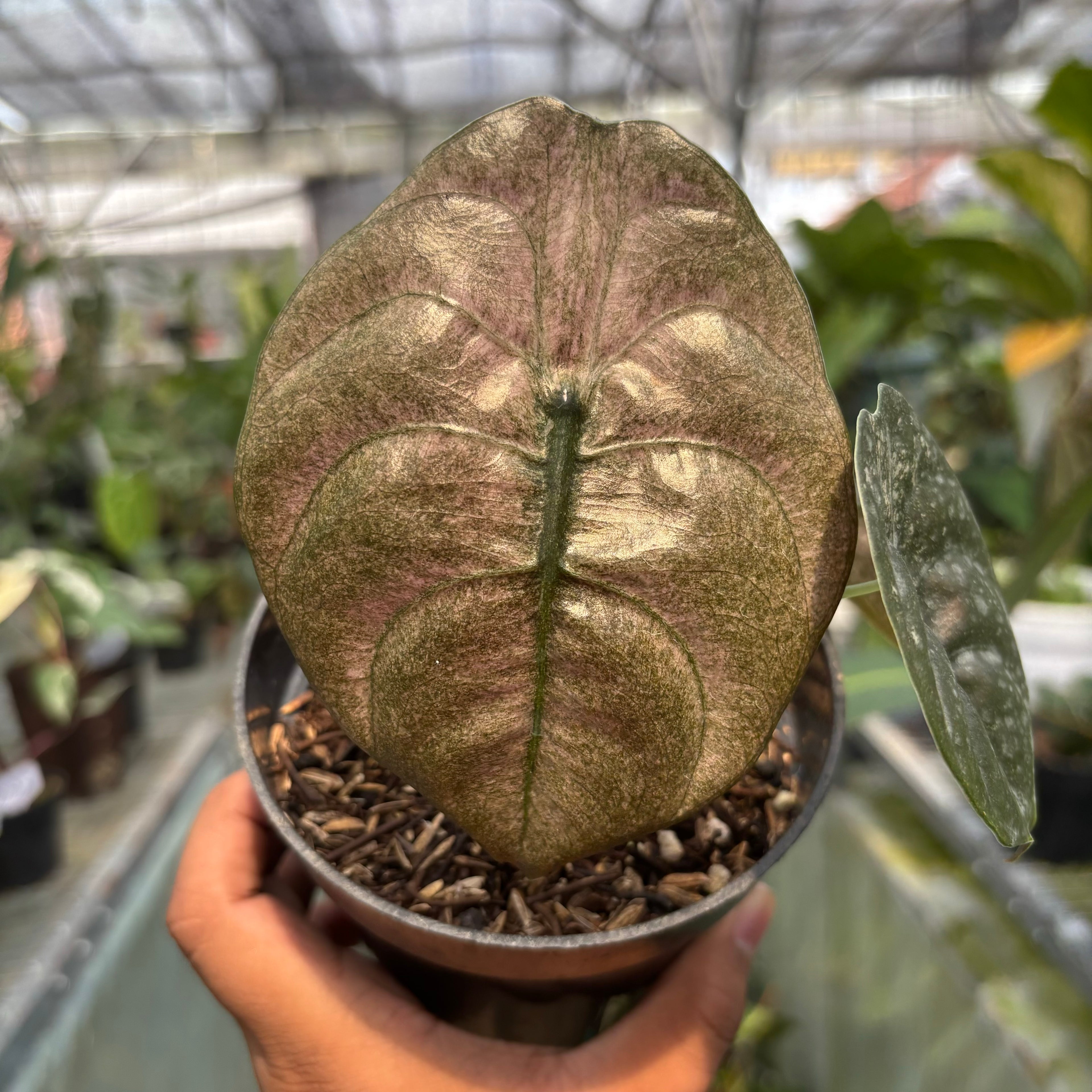 RP022-3 Alocasia Cuprea Variegated