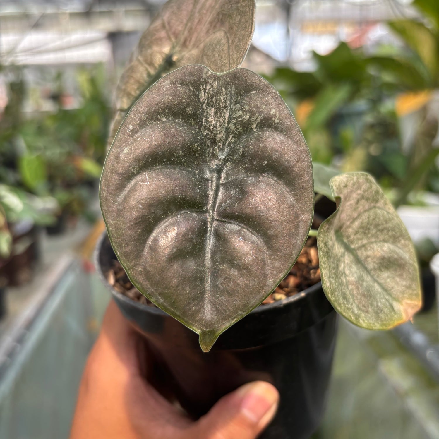 RP022-3 Alocasia Cuprea Variegated