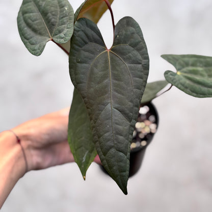 Anthurium RVDP x Black Muscle