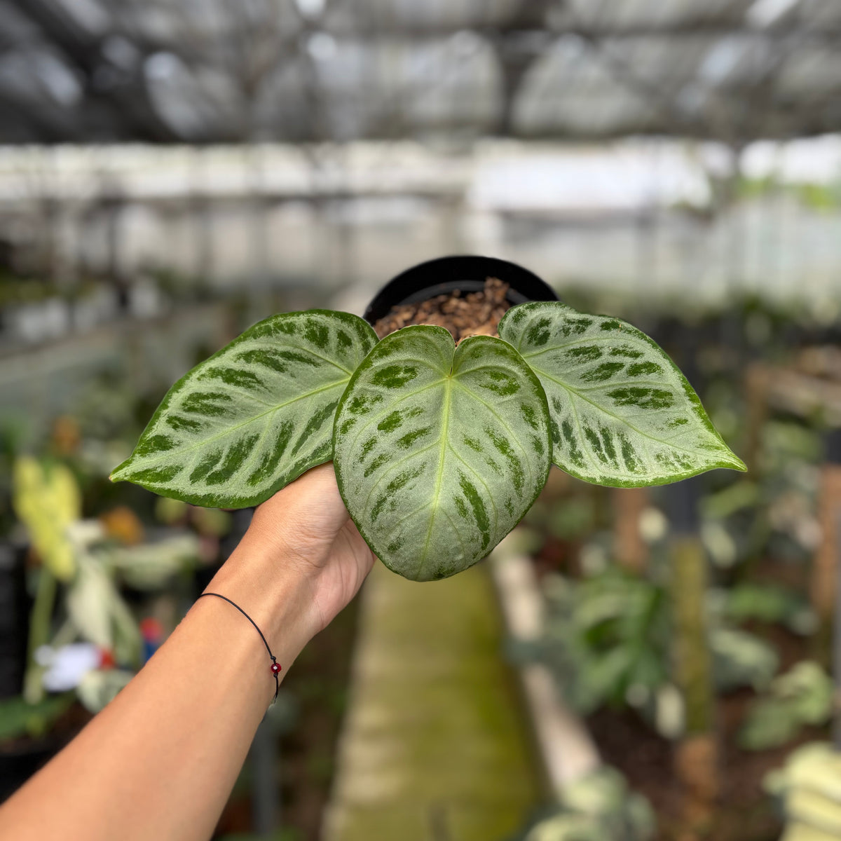 RP15-10	Anthurium Silver Chrome Full Silver