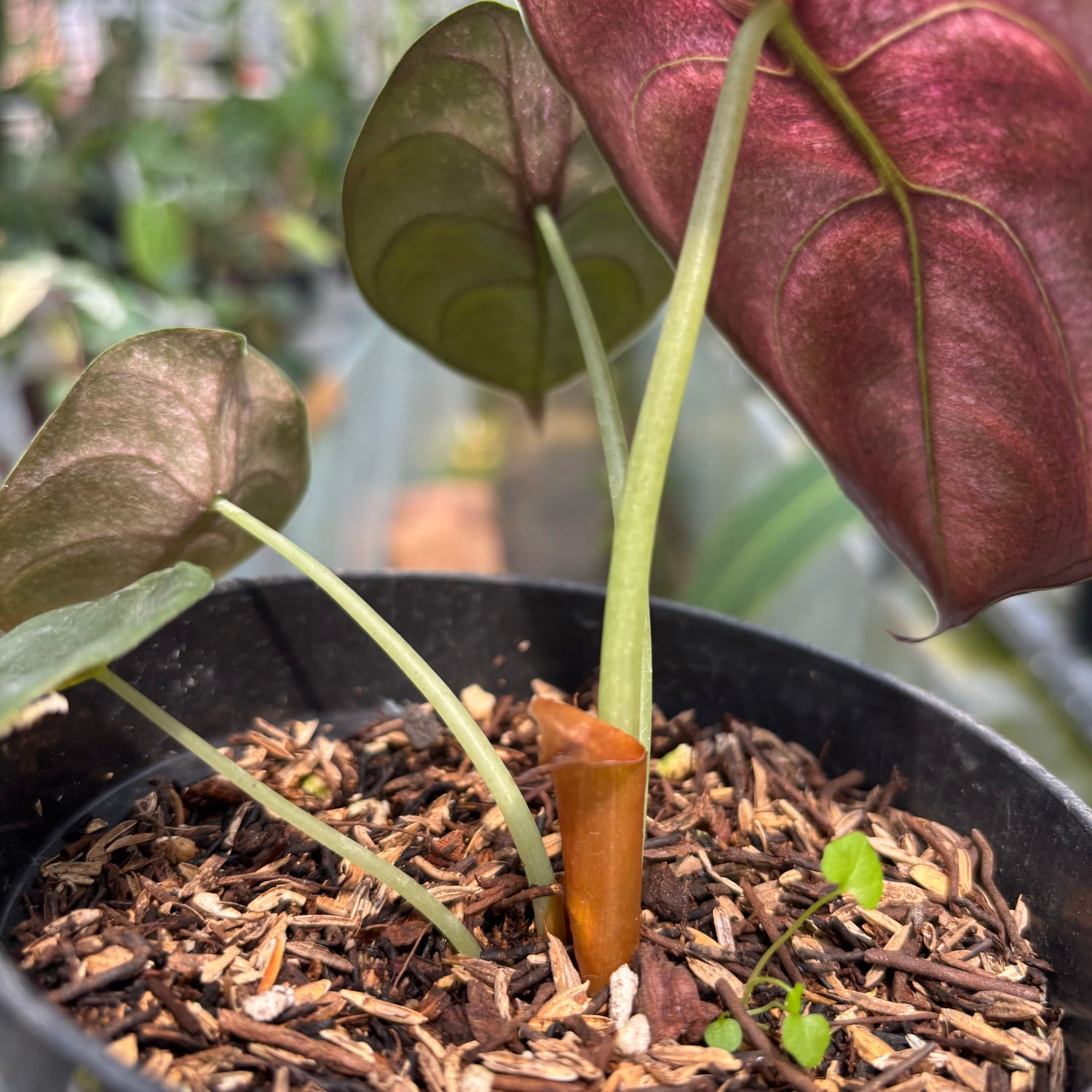 RP022-3 Alocasia Cuprea Variegated