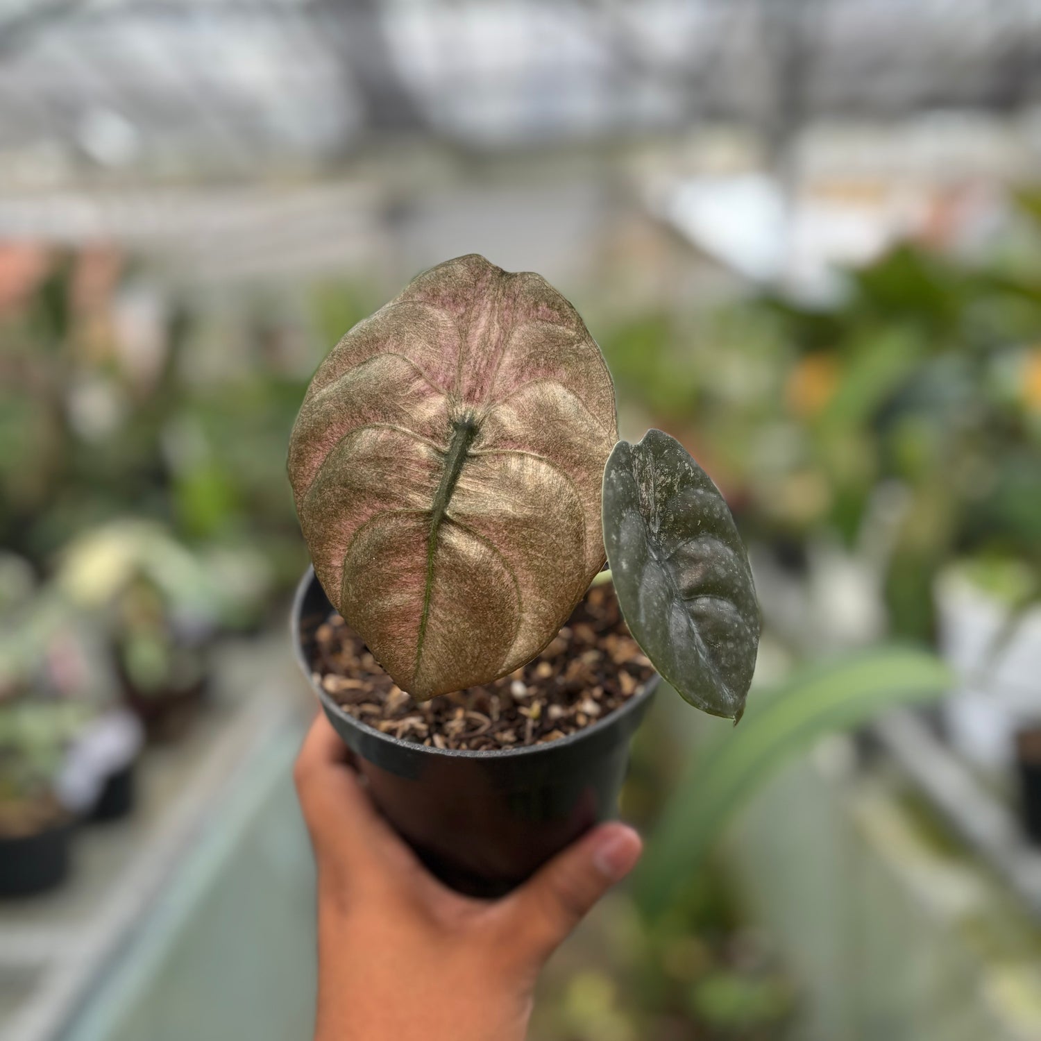 RP022-3 Alocasia Cuprea Variegated