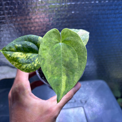 RP34-10	Anthurium KOS x AOS Variegated