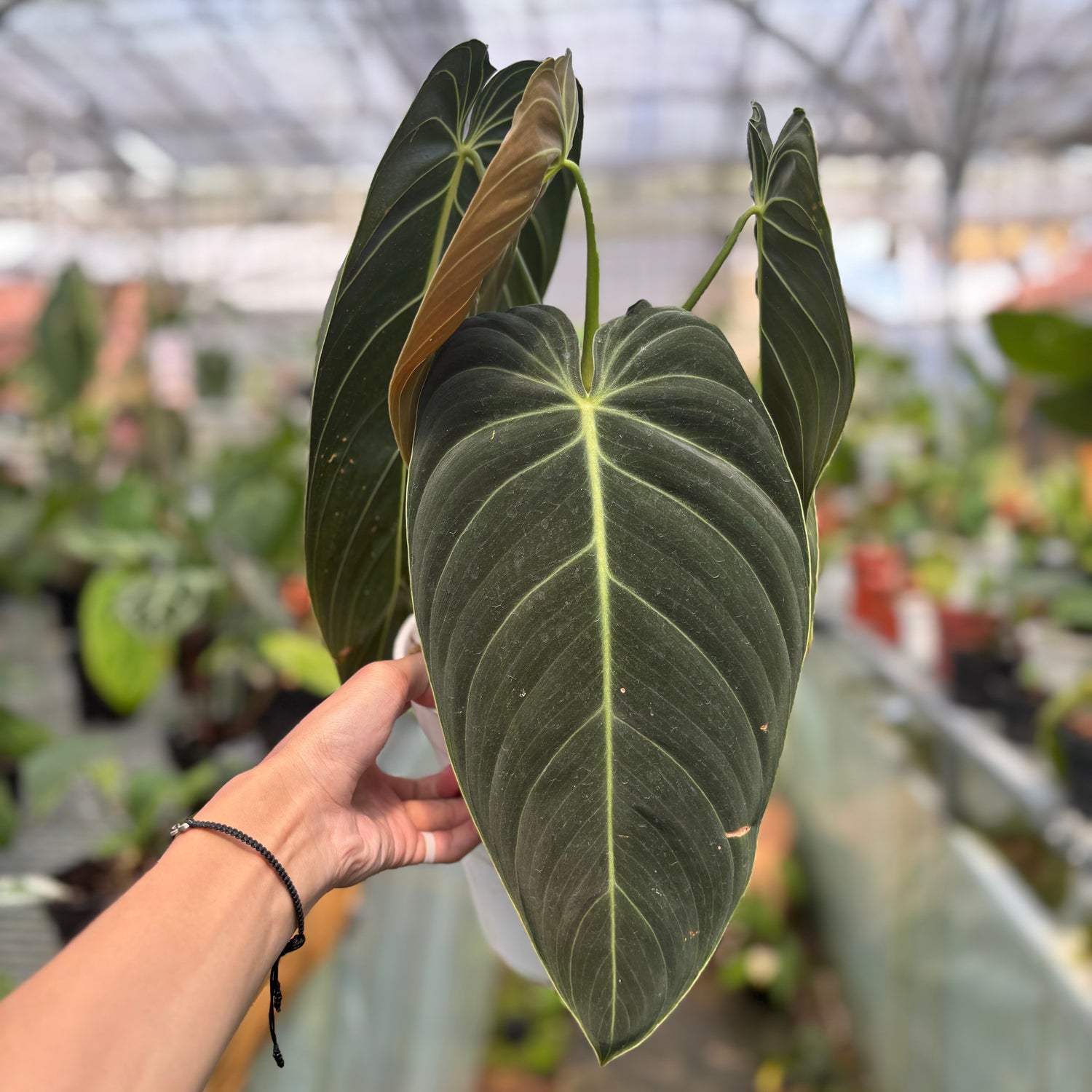 RP023-2	Philodendron Melanochrysum Long