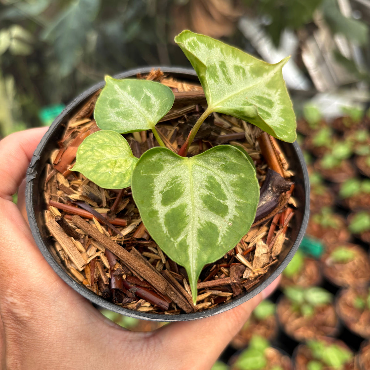 Anthurium Magna Hellboy x Boogie