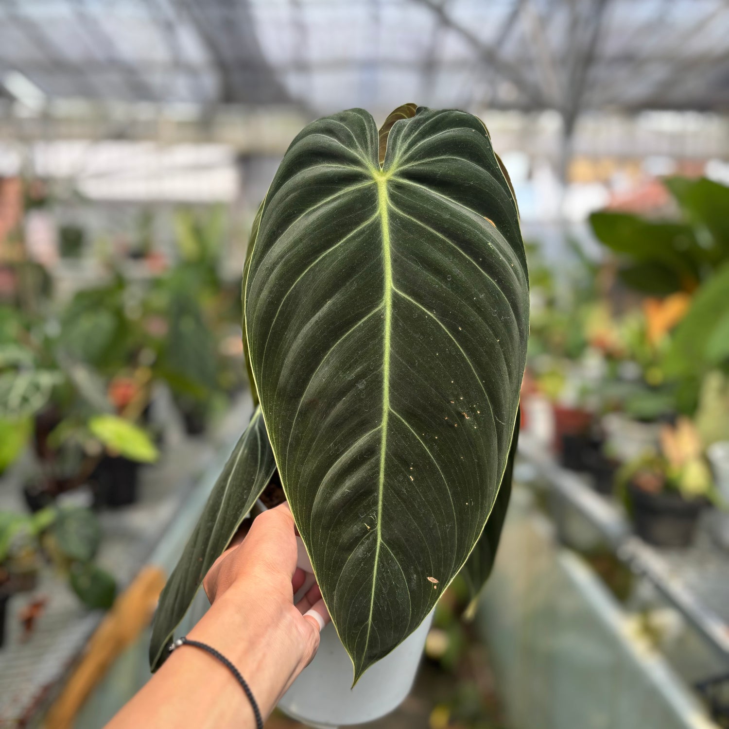 RP023-3	Philodendron Melanochrysum Long