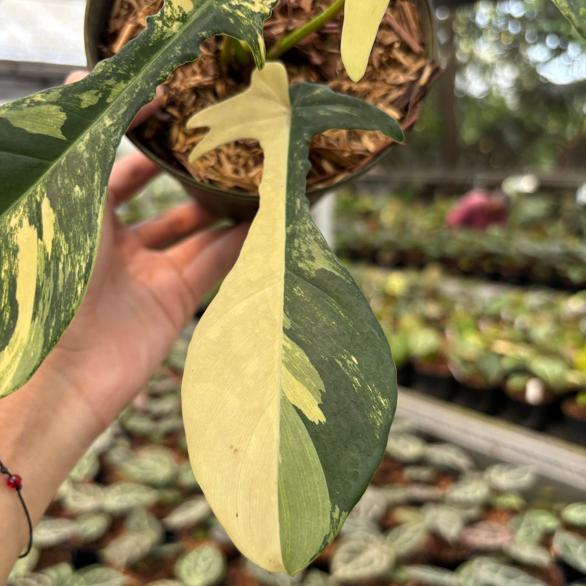 Philodendron Florida Beauty x Joepii