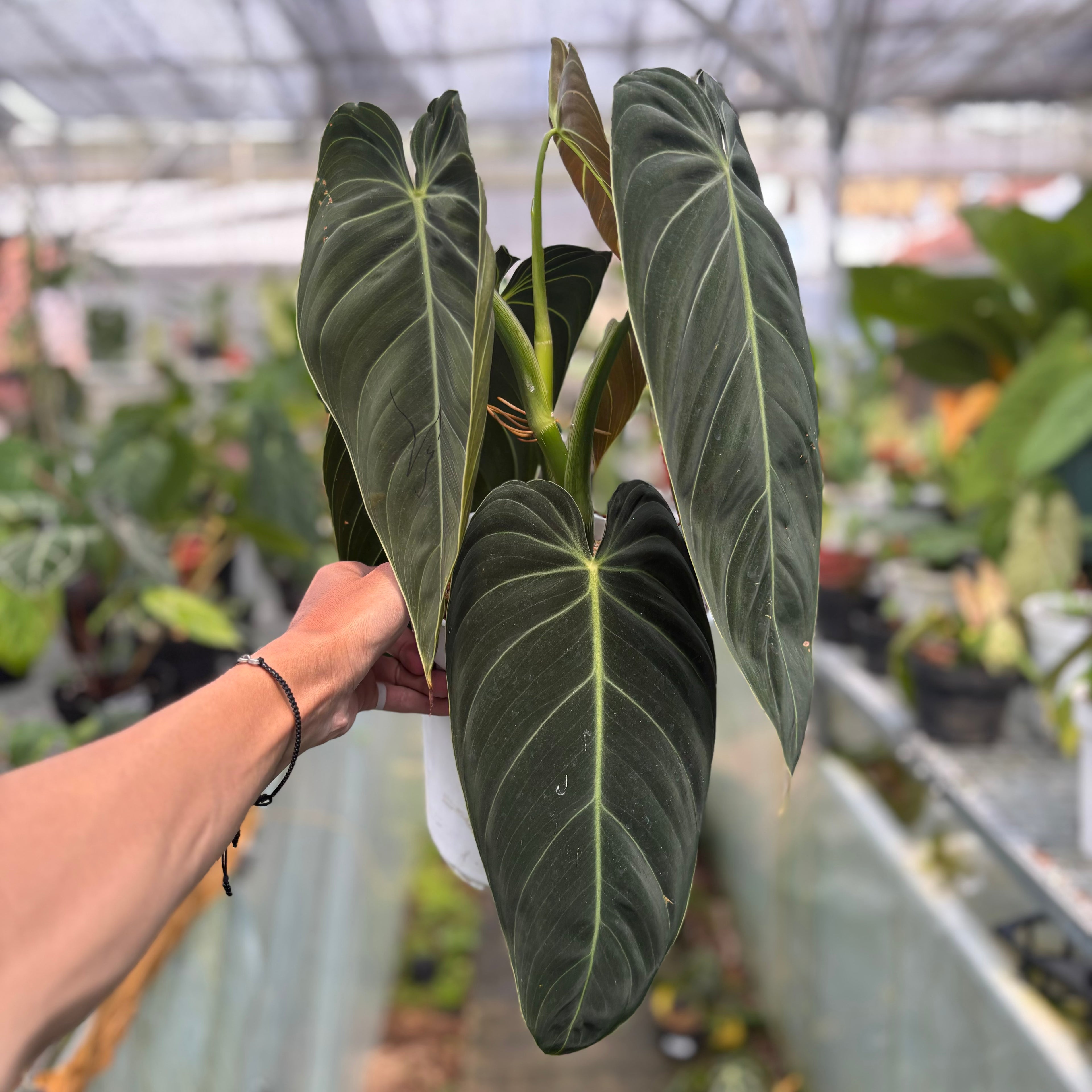 RP023-3	Philodendron Melanochrysum Long