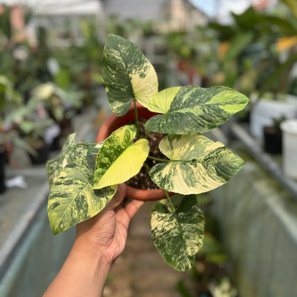 Homalomena Pendula Variegated