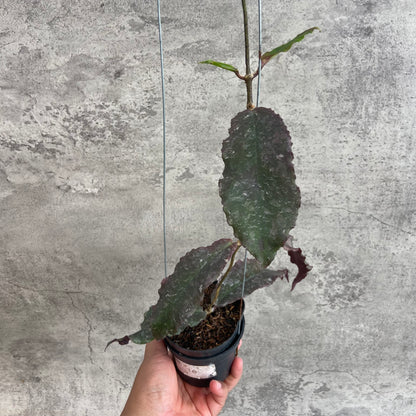 RP65-10	Hoya Undulata Red
