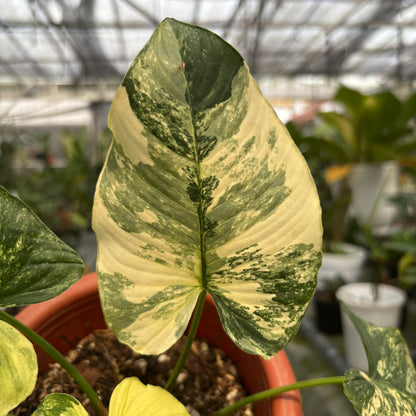 Homalomena Pendula Variegated