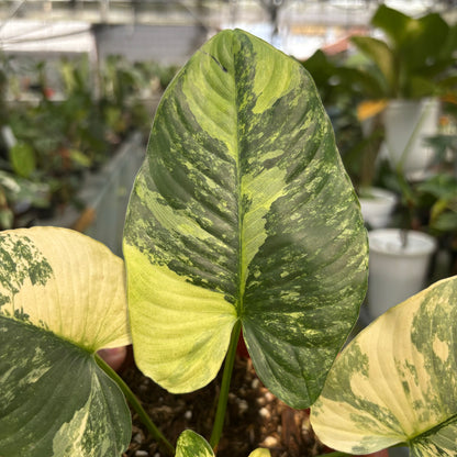 Homalomena Pendula Variegated