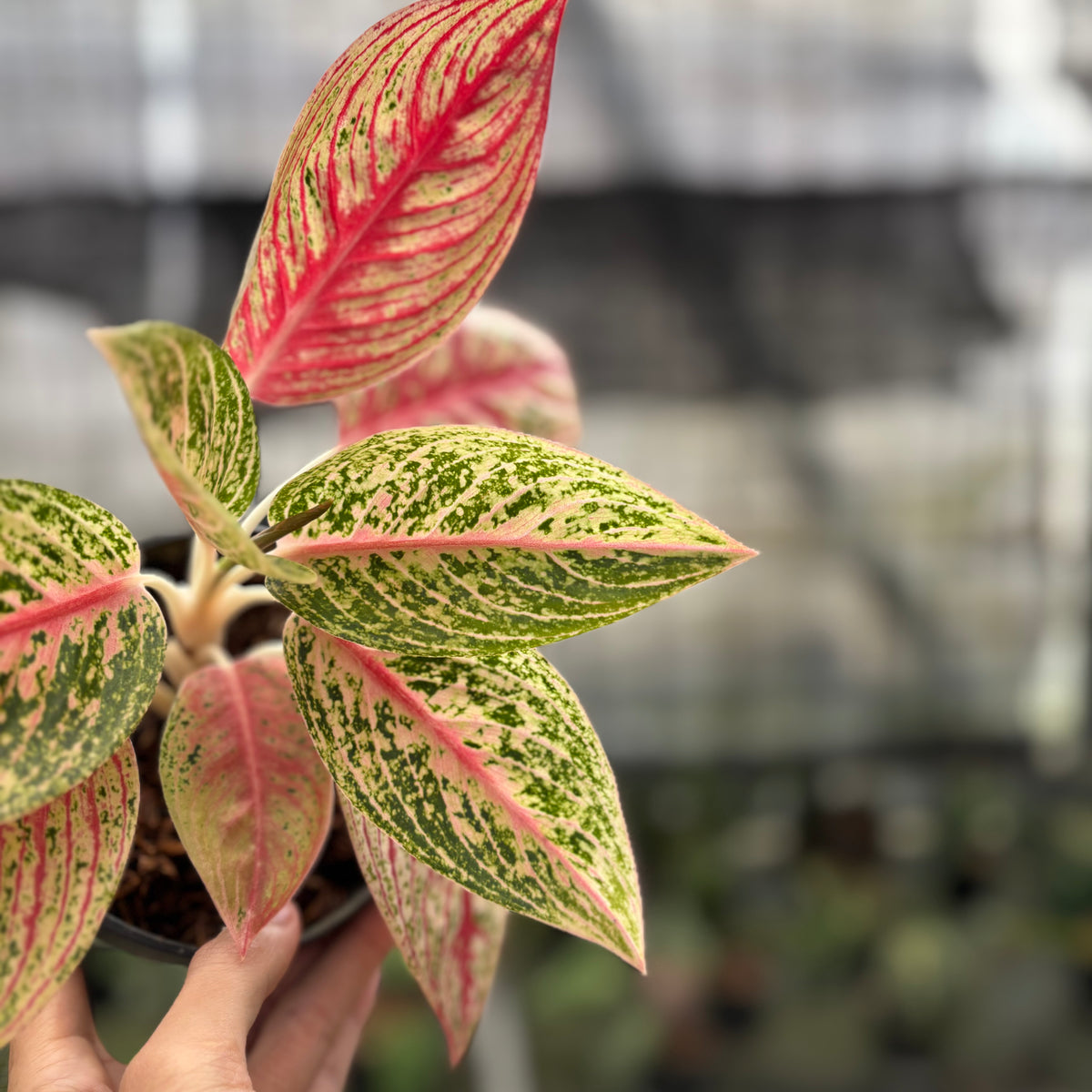 RP3-10 Aglaonema Red Legacy
