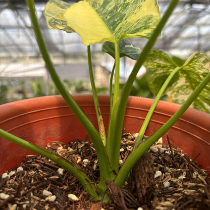 Homalomena Pendula Variegated