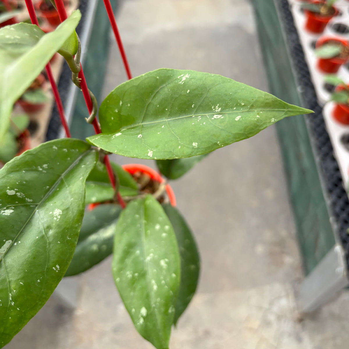 Hoya SP Aceh X-7