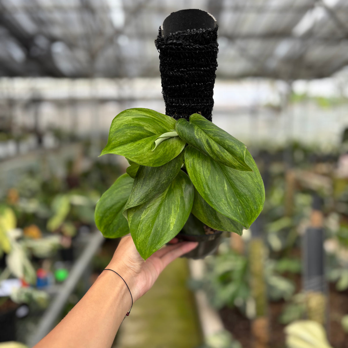 RP10-10 Scindapsus Moonlight Aurea