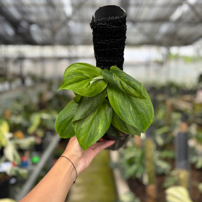 RP10-10 Scindapsus Moonlight Aurea