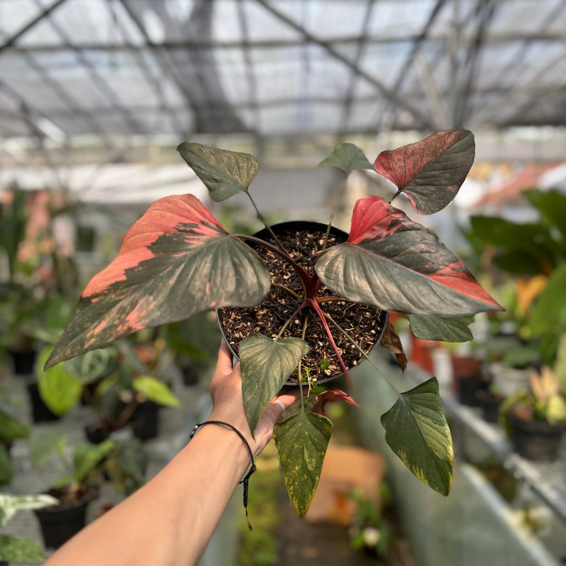 🎁 Homalomena pink diamond (100% off)