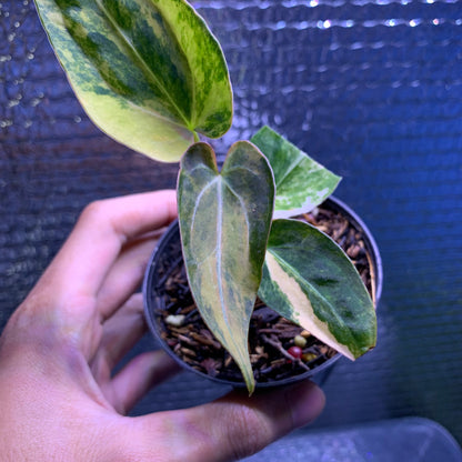 RP69-8 Anthurium Silver Butterfly x Michelle Variegated