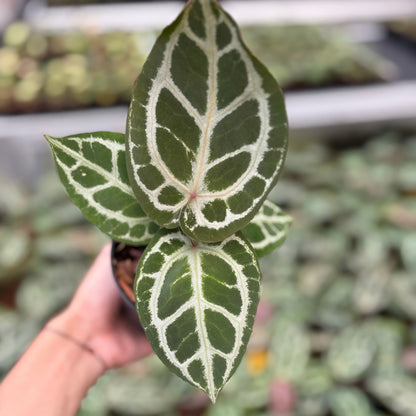 Anthurium Red Crystallinum (HU) 03 x Red Crystallinum (HU) 05
