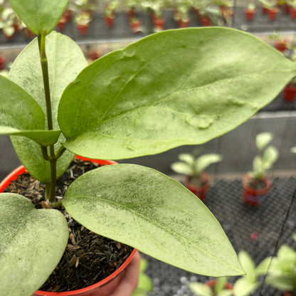 Hoya Elliptica x Glabra "ELLIRA"