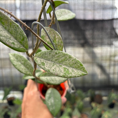 RP22-10	Hoya Carnosa Star Dust