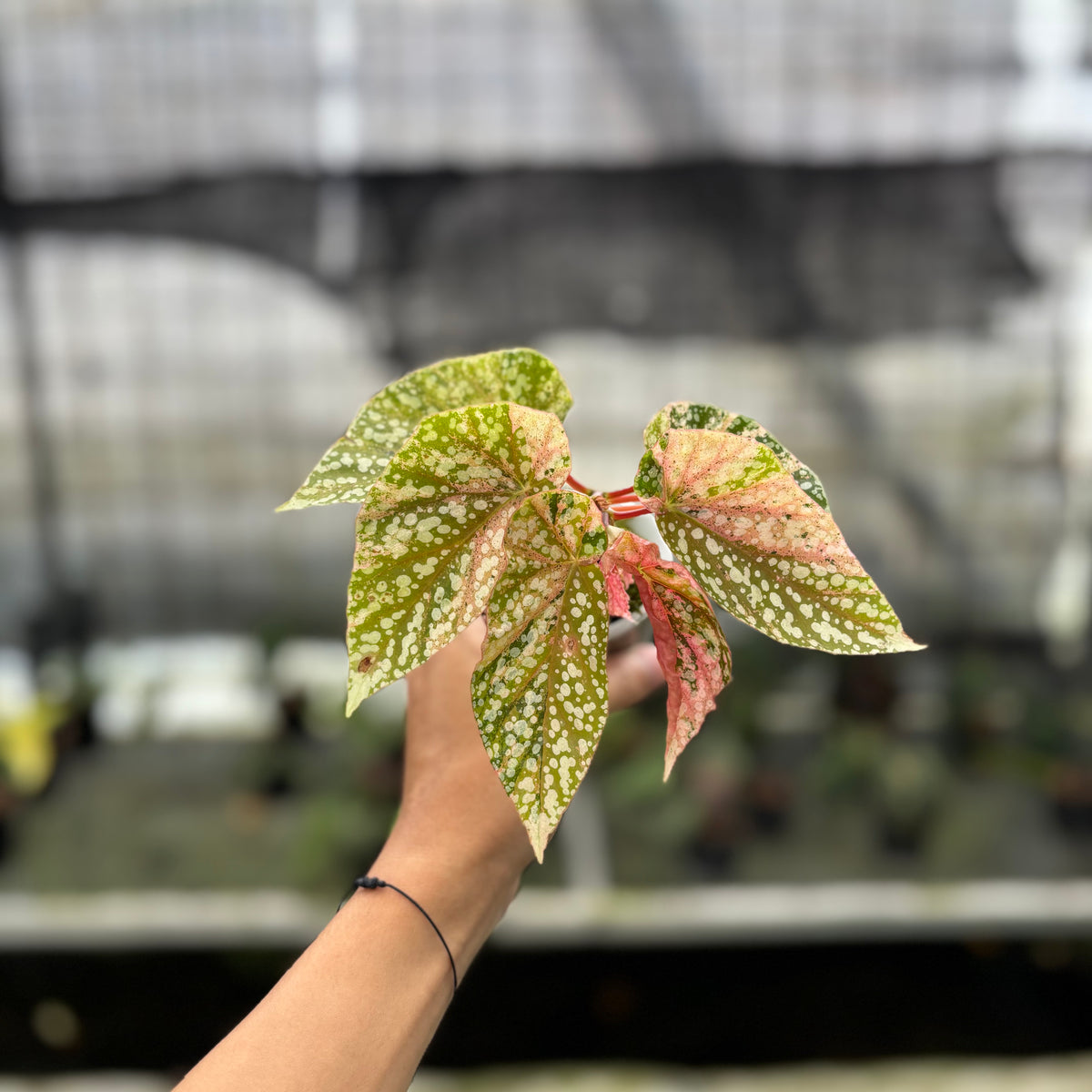 RP7-10 Begonia Snow Capped Variegated