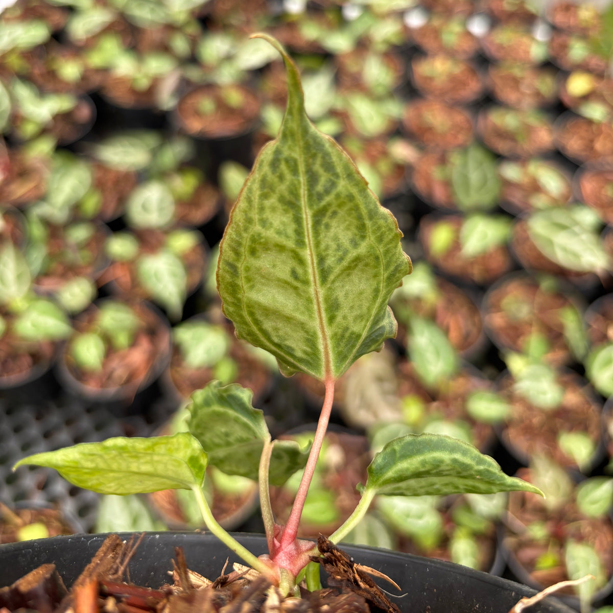 Anthurium Red Crystallinum (HU) 09 x Muchlis RC