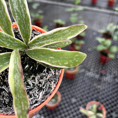 Hoya Sigillatis Albomarginata