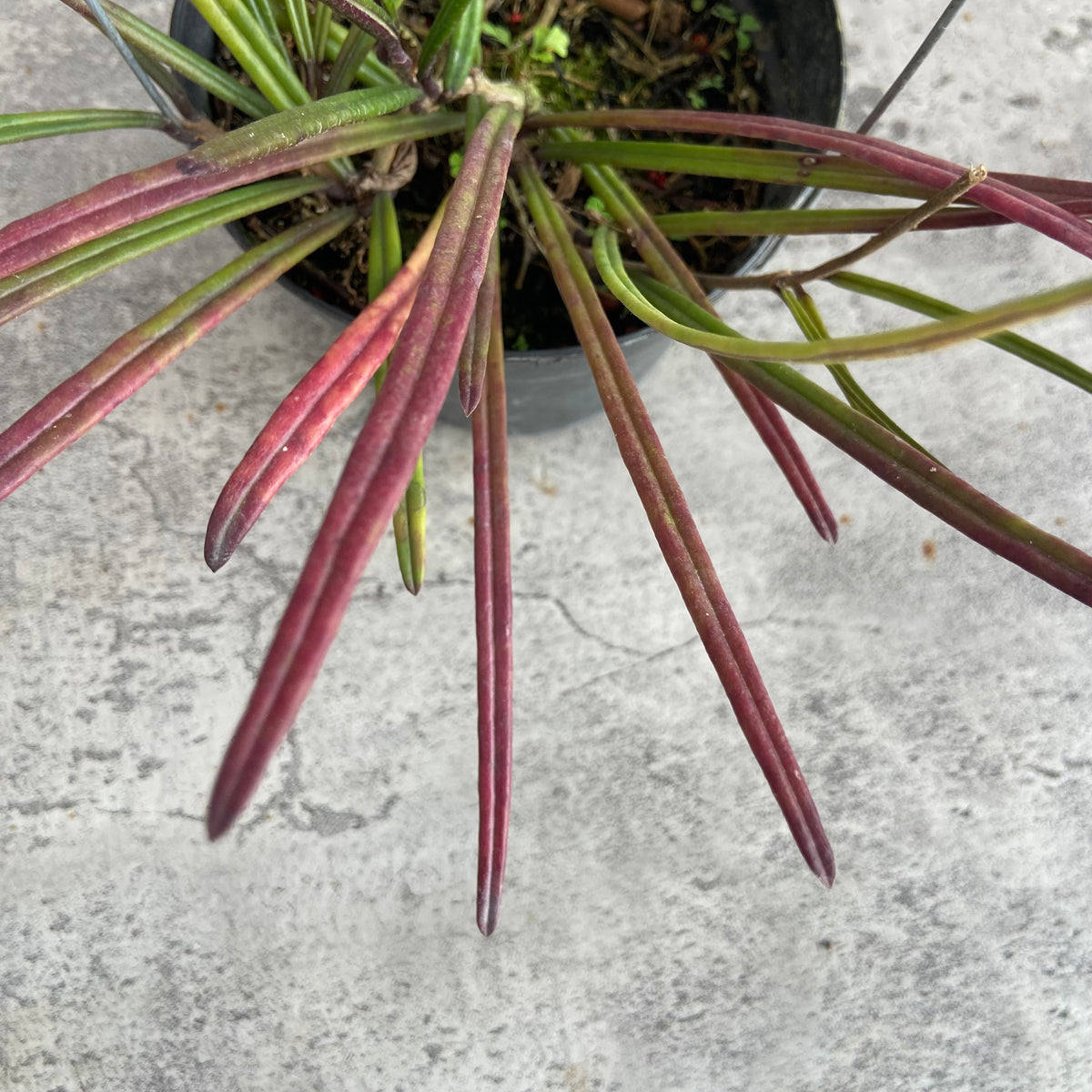 RP50-10	Hoya Insularis Red