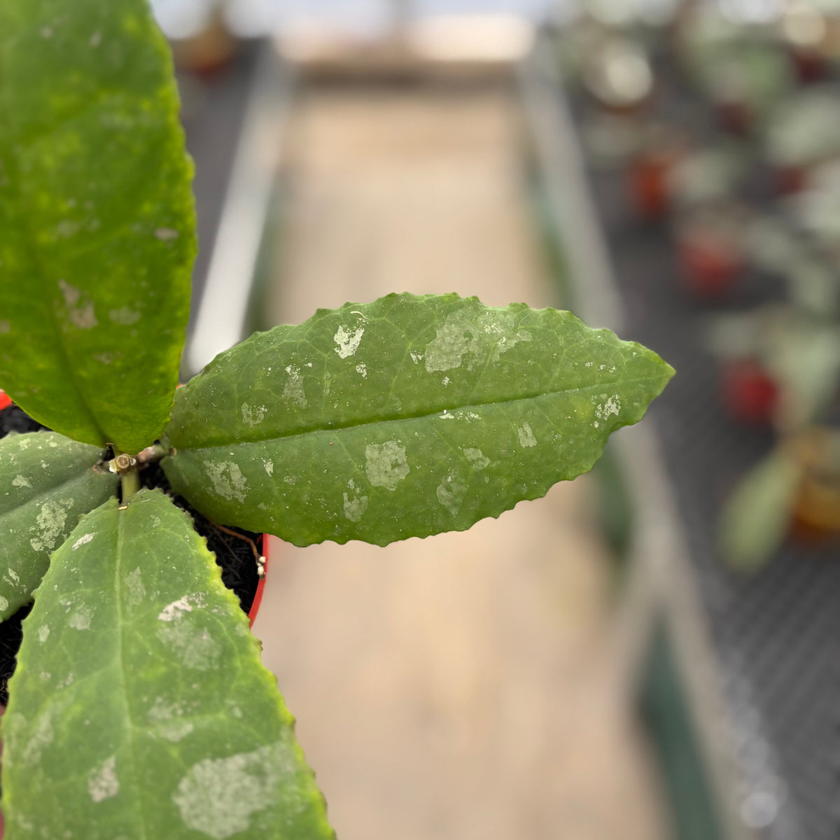 Hoya Undulata "Dikaya Priroda"
