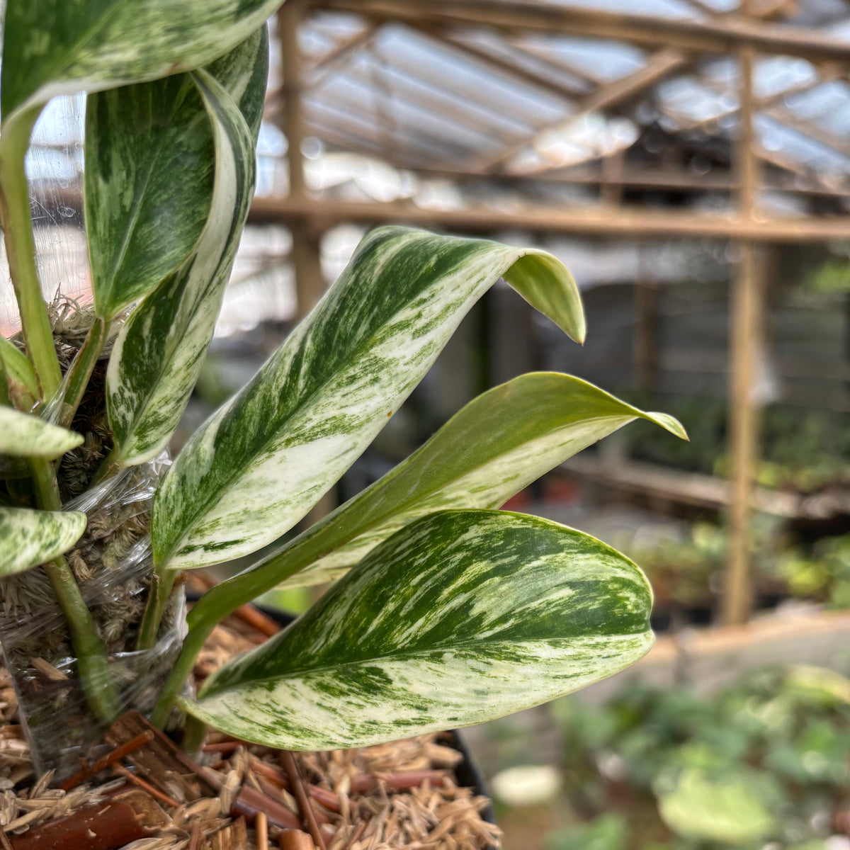 Rhaphidophora Elliptifolia Variegated