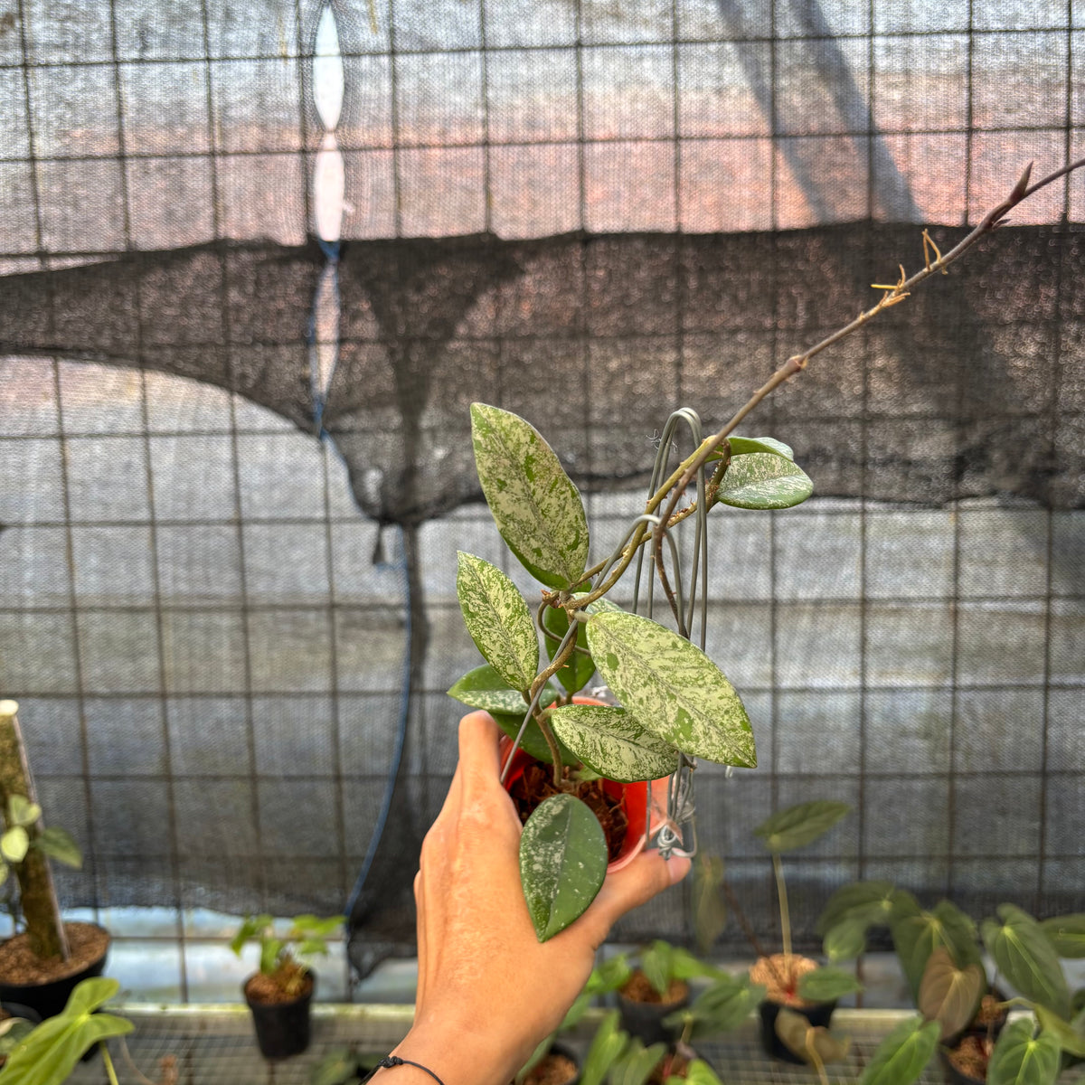 RP16-9 Hoya Carnosa Star Dust