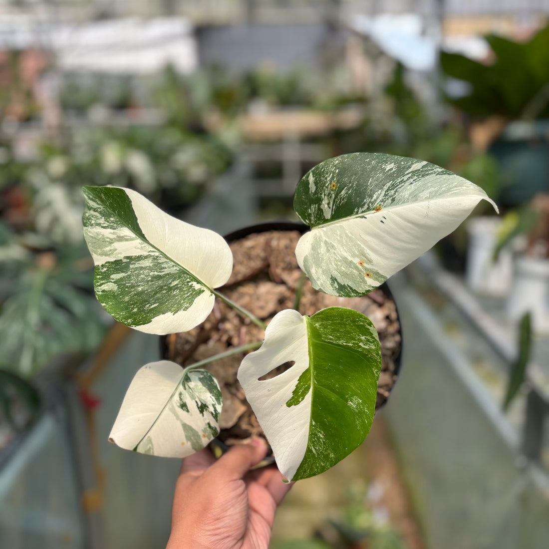 RP011-3 Monstera Albo Variegated