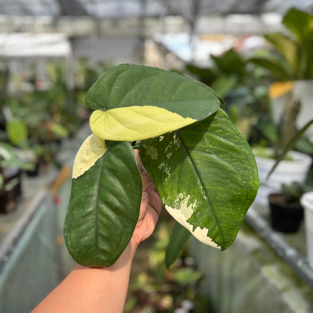 🎁 Syngonium Chiapense Variegated (100% off)