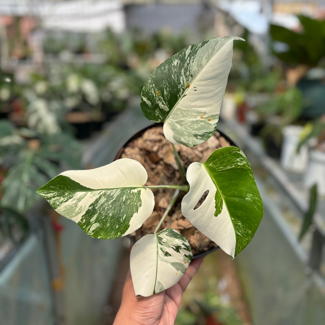 RP011-3 Monstera Albo Variegated