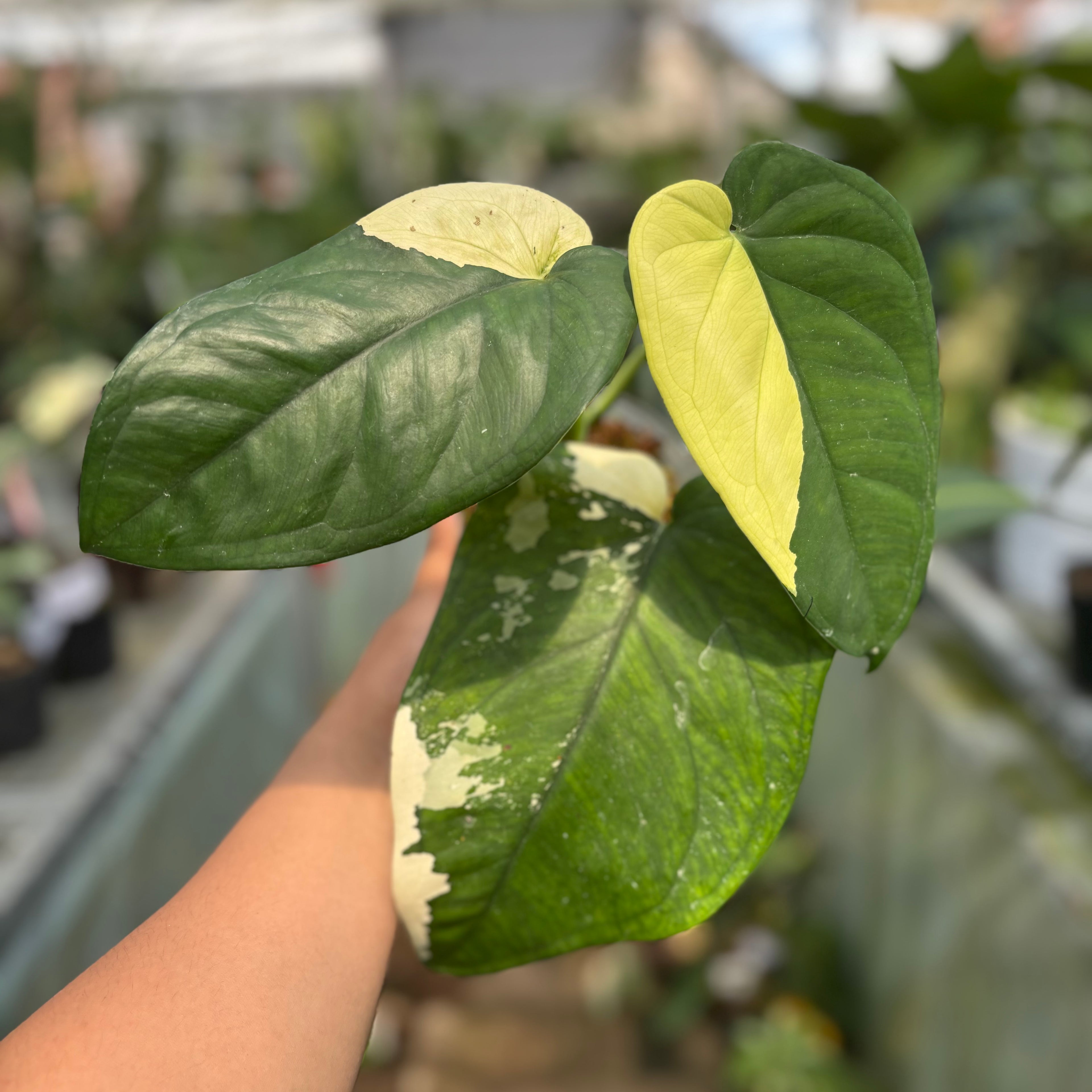 RP026-2	Syngonium Chiapense Variegated