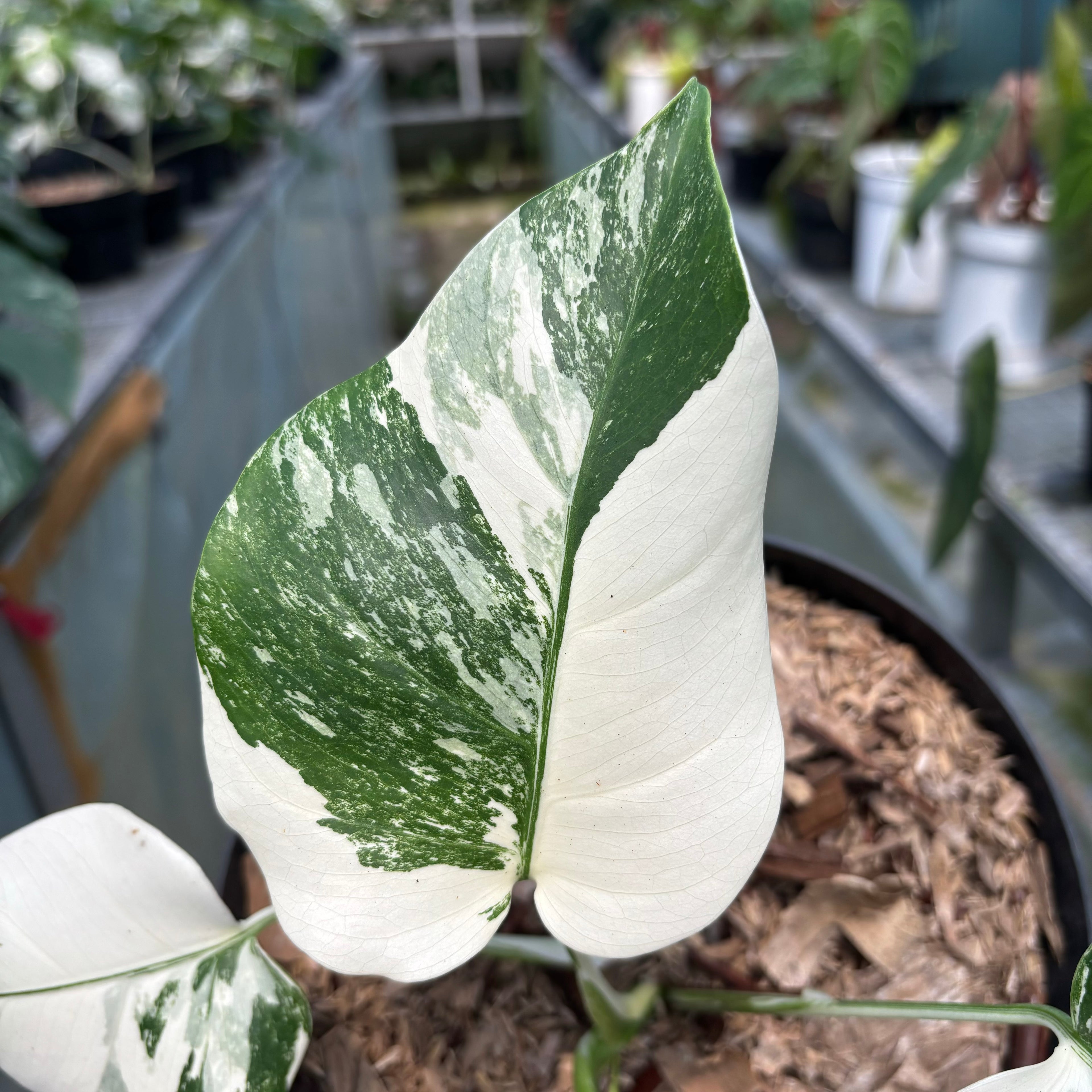 RP011-3 Monstera Albo Variegated