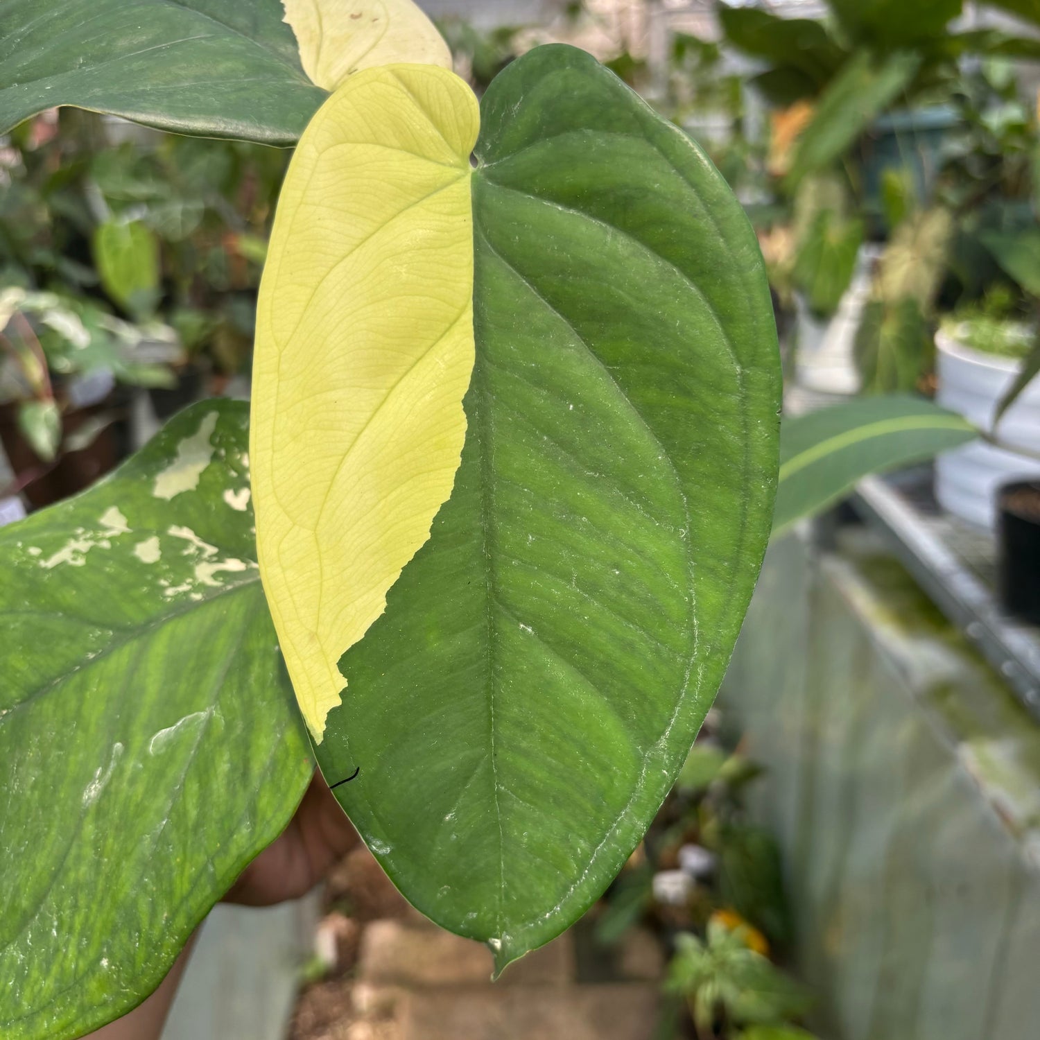 Syngonium Chiapense Variegated