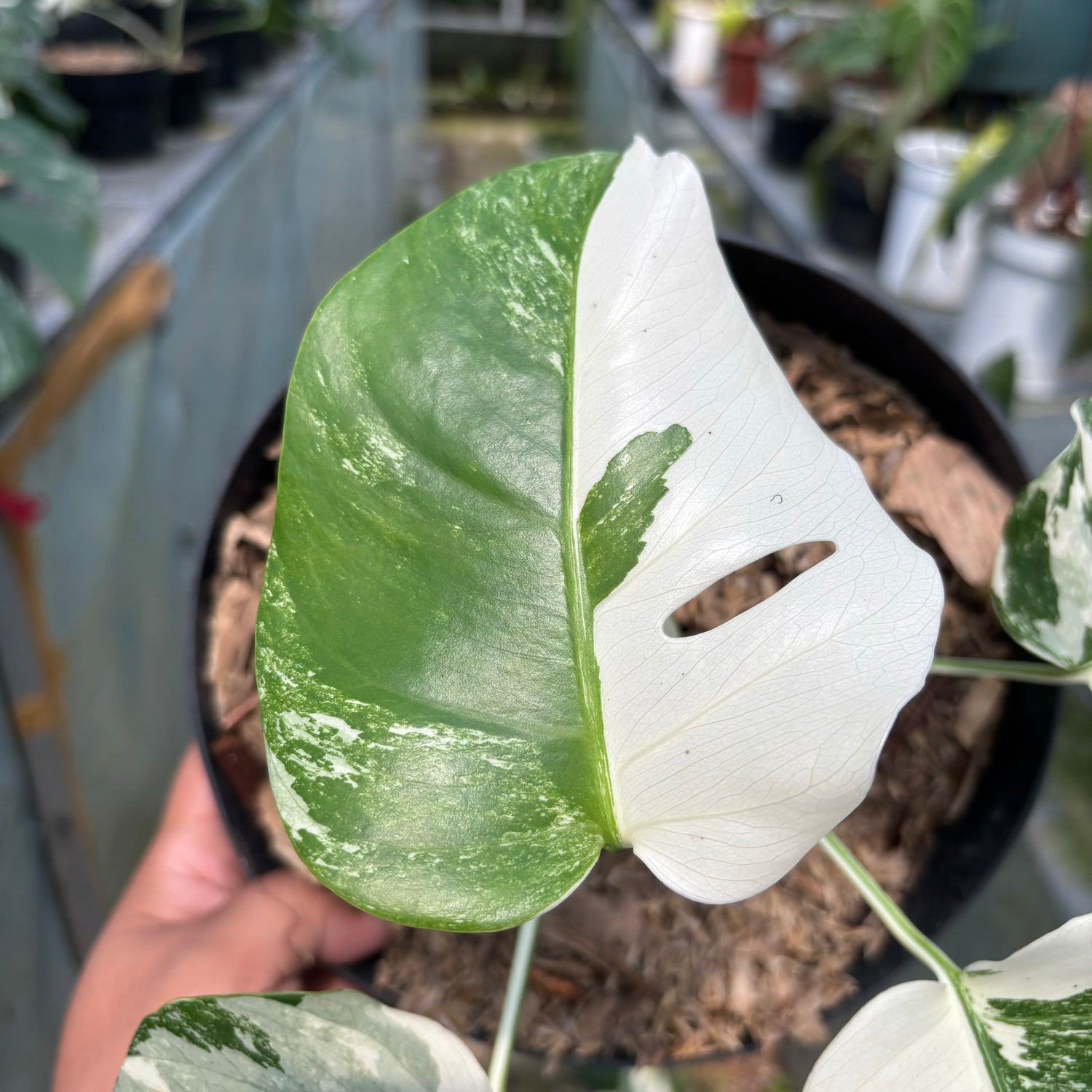 RP011-3 Monstera Albo Variegated