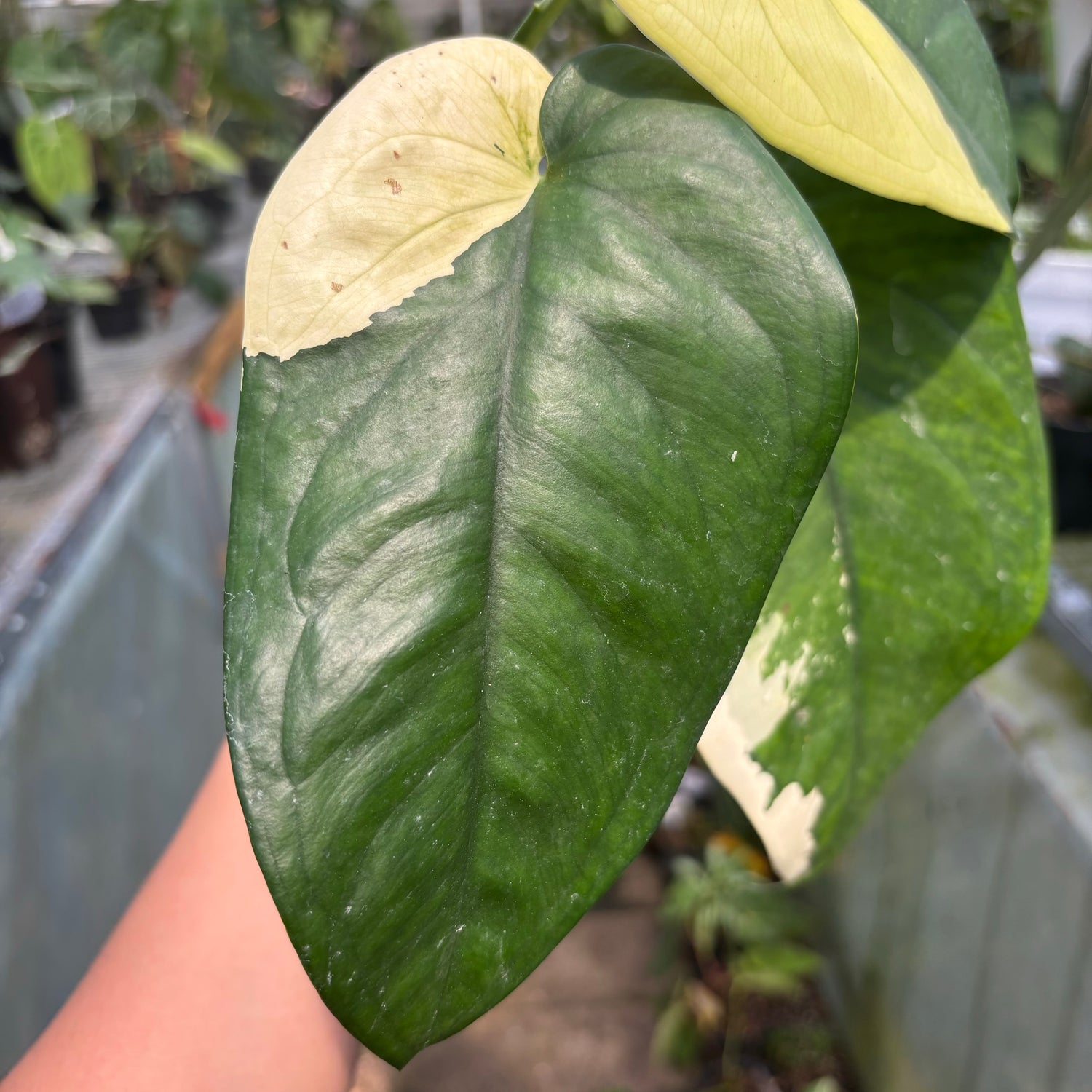 Syngonium Chiapense Variegated